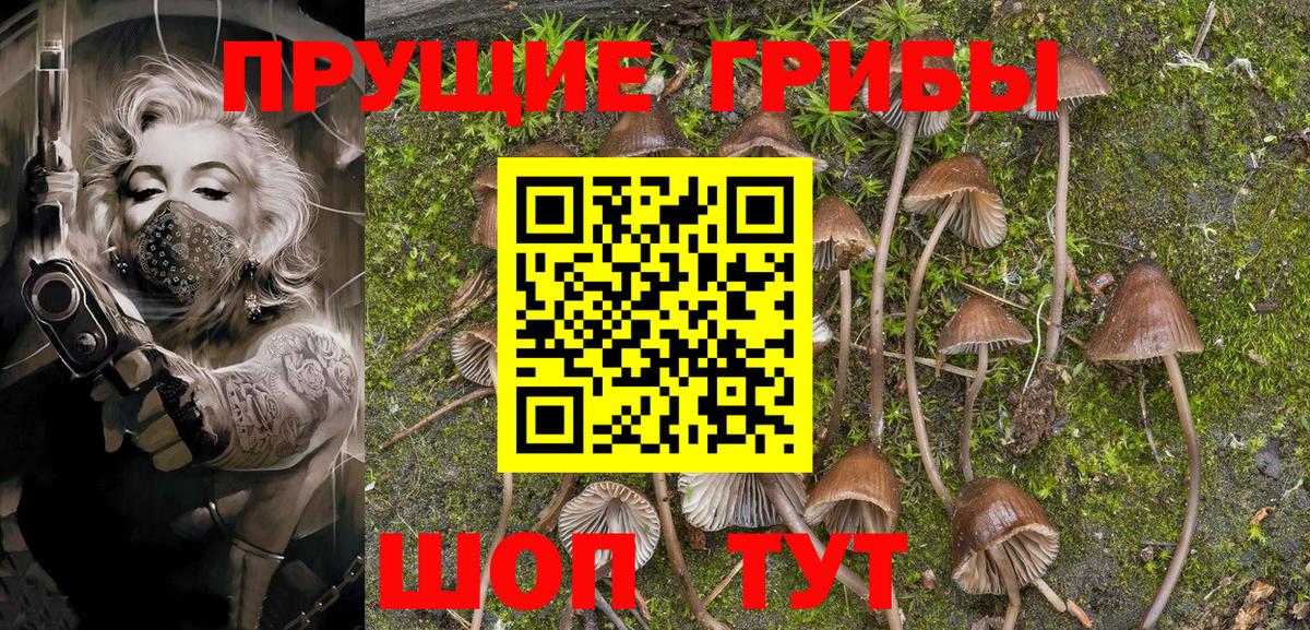 Выкса  хочу   Вход с VPN  Псилоцибиновые грибы Psilocybine cubensis 